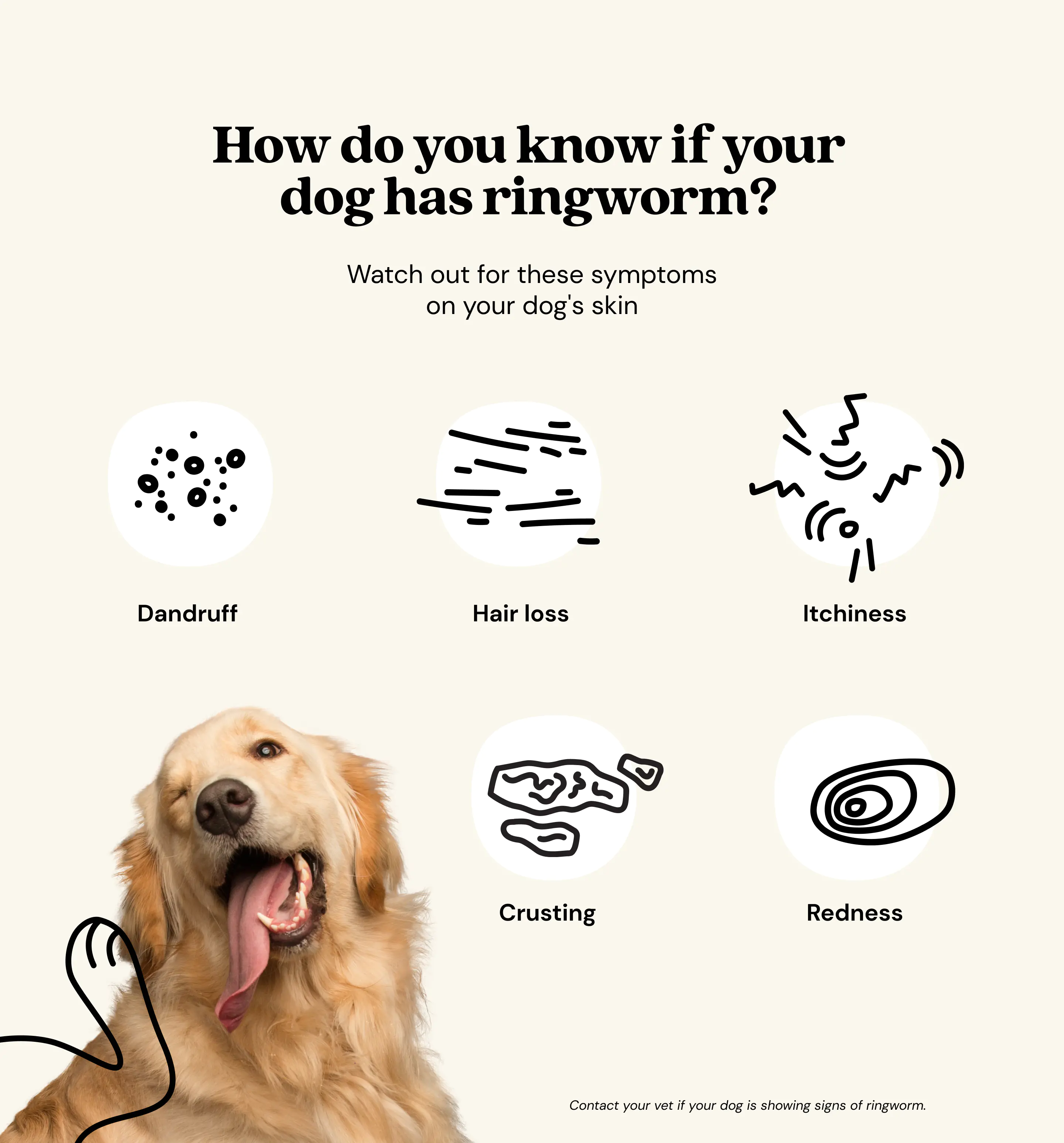 My Dog Has Ringworm!   The Symptoms You Have To Watch Out For! - mqbohbl